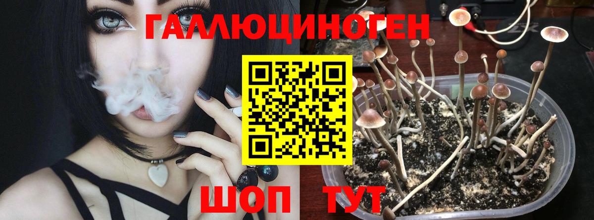 Псилоцибиновые грибы Psilocybe  Семилуки 